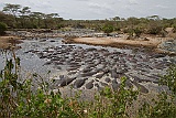 Hippo pool in Serengeti